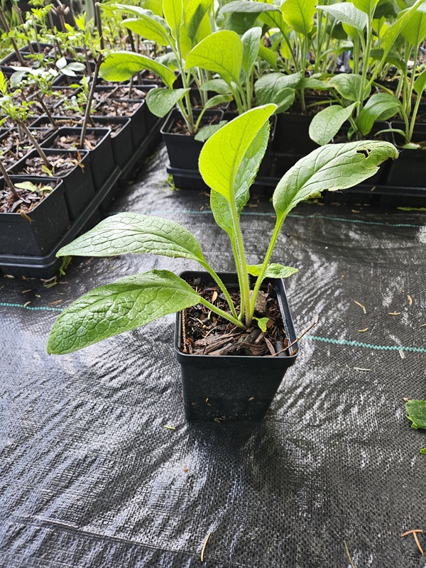 Bocking 14 Comfrey Quart Starter Plants
